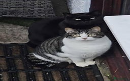 British Shorthair cats for sale: 2 lonely BSH boys  - Image 3