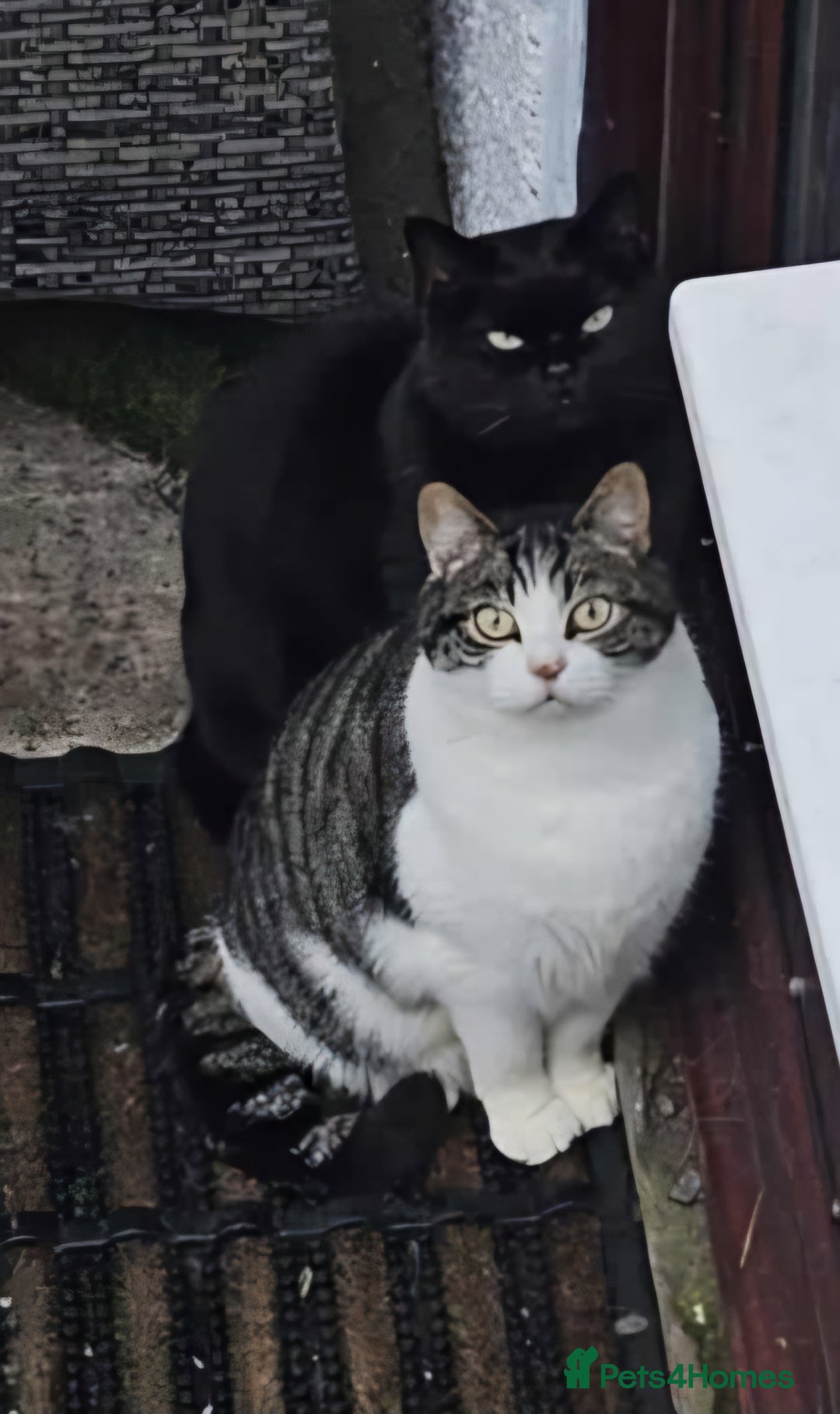 British Shorthair cats for sale: 2 lonely BSH boys  - Image 3