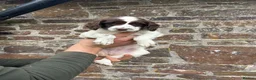English Springer Spaniel dogs for sale: Two springer spaniel pups  in Okehampton - Advert 2