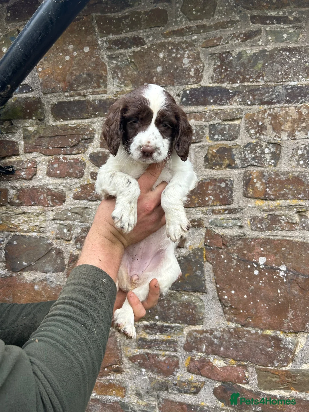 English Springer Spaniel dogs for sale: Two springer spaniel pups  in Okehampton - Advert 2