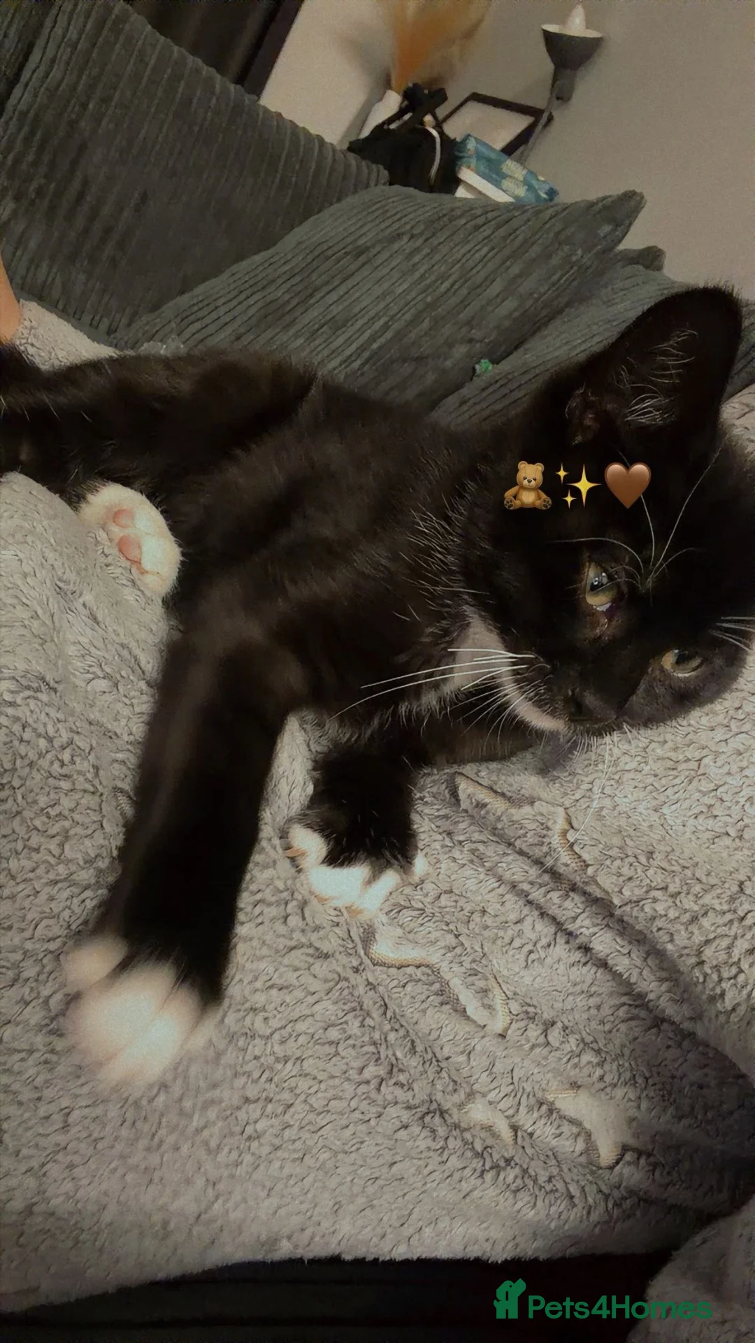 Mixed Breed cats for sale: Bandit in Axminster - Advert 1