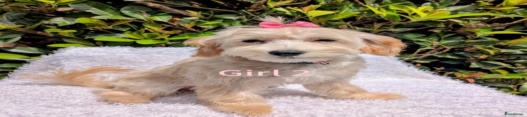 Maltipoo Girl 2