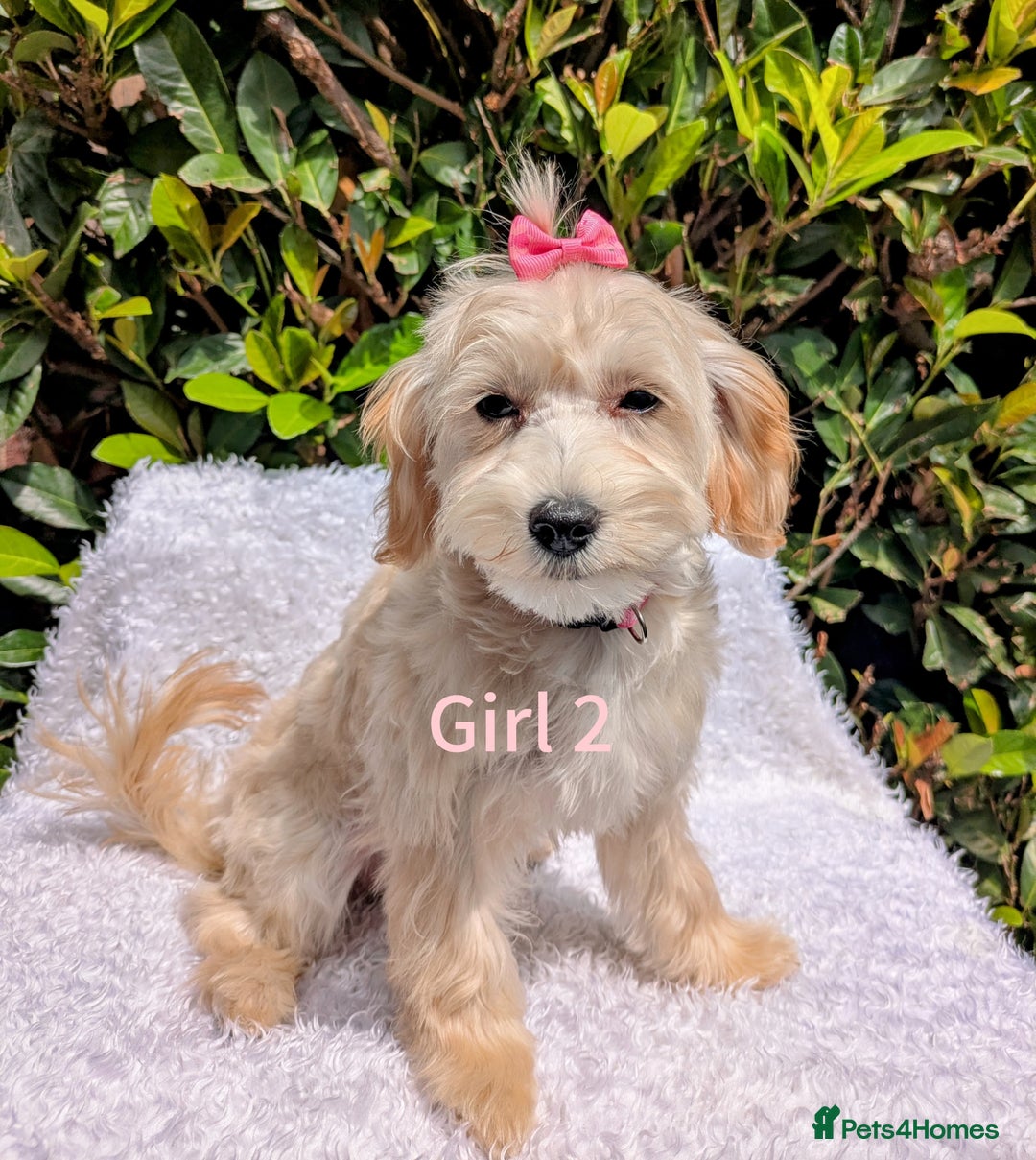 Maltipoo dogs for sale: Stunning multipoos in Ilford - Image 3