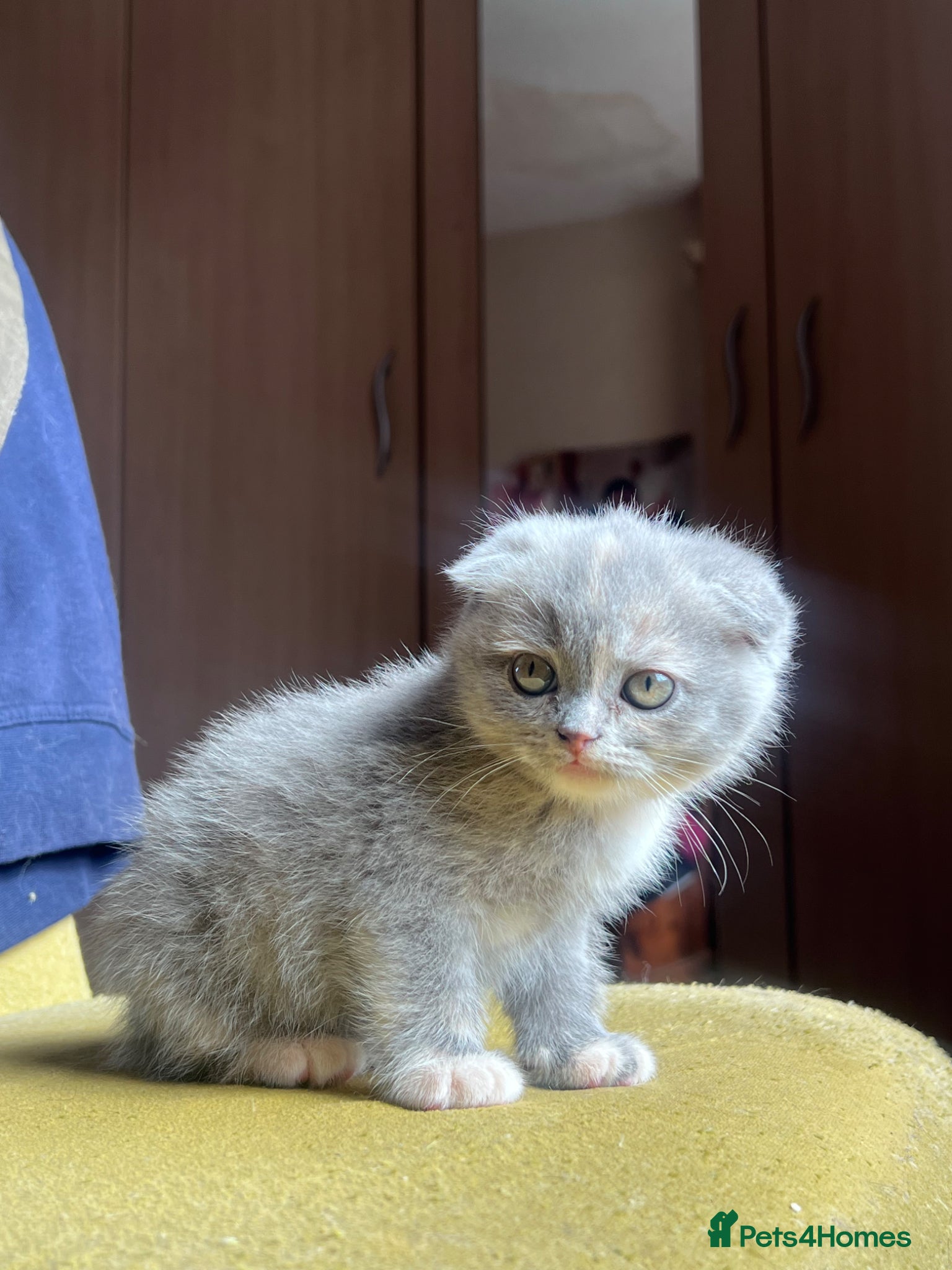 Scottish Fold cats Stunning Scottish Fold & Straight Kittens - Advert 10