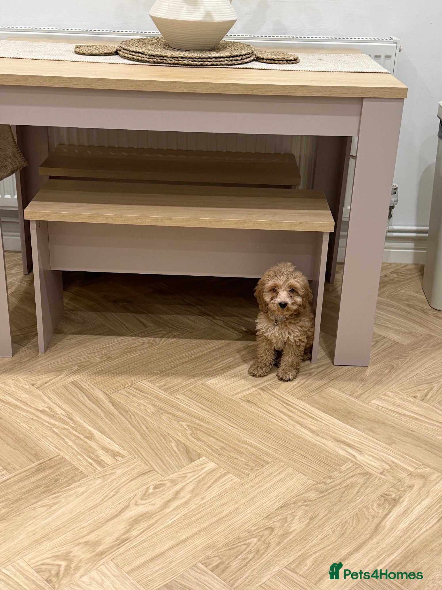 Cockapoo dogs Darla  - Advert 1