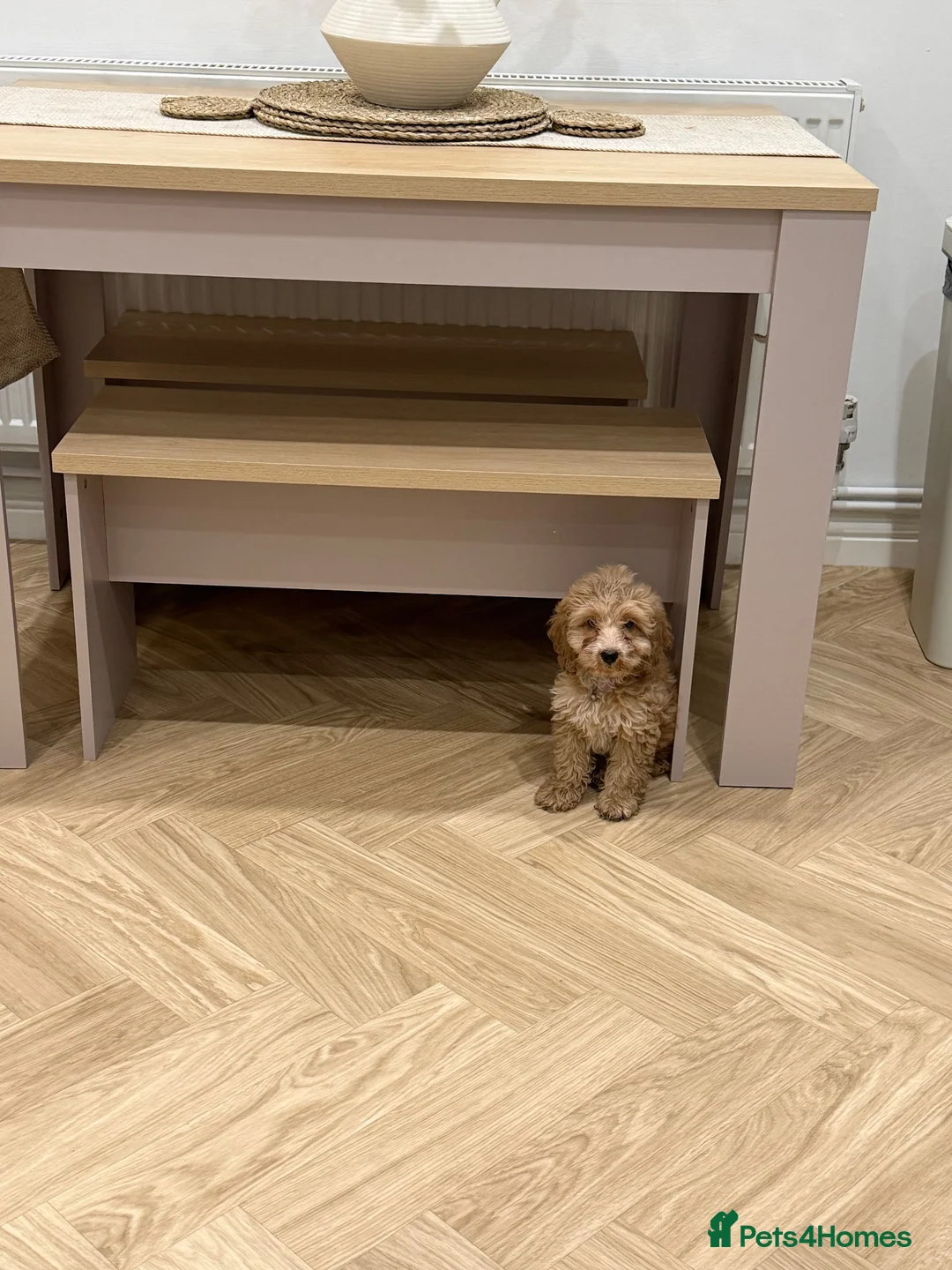 Cockapoo dogs for sale: Darla  - Advert 1