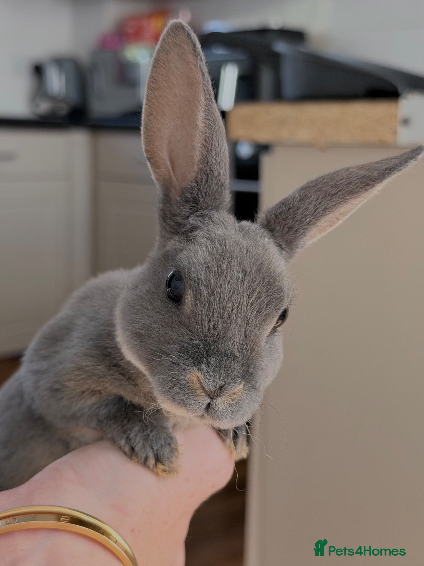 Rex rabbits Mini Rex Babies Ready To Go  - Advert 13