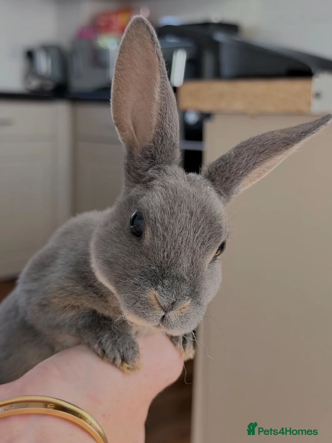 Rex rabbits for sale: Mini Rex Babies Ready To Go  - Advert 2
