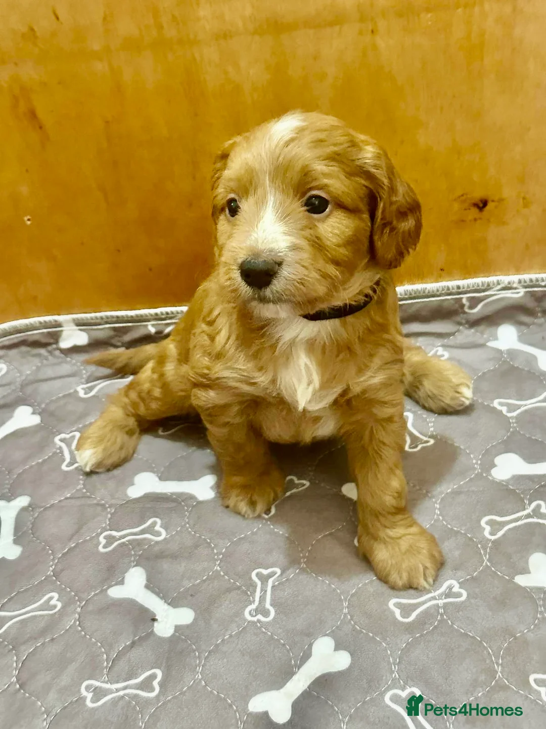 Cockapoo dogs for sale: Stunning cockapoo puppies - Advert 8