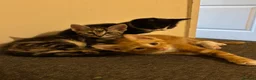 Mixed Breed cats for sale: Five beautiful kittens  in Witney - Advert 5