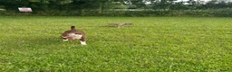 Olde English Bulldogge dogs for sale: Outstanding old English bulldog female  - Advert 3