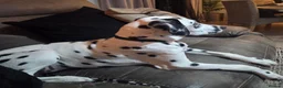 Dalmatian dogs for sale: Dalmatian  in Reading - Advert 1
