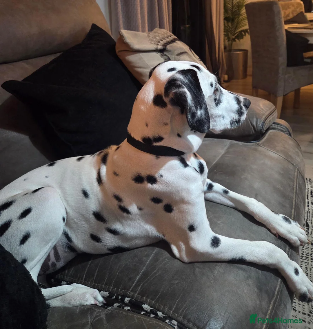 Dalmatian dogs for sale: Dalmatian  in Reading - Advert 1