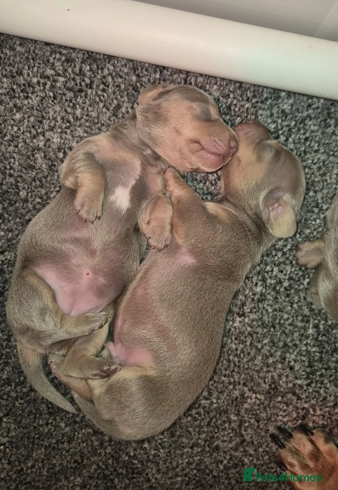 Miniature Dachshund dogs for sale: 6 stunning kc registered miniature dachshund pups  in Stockton-on-Tees - Advert 2