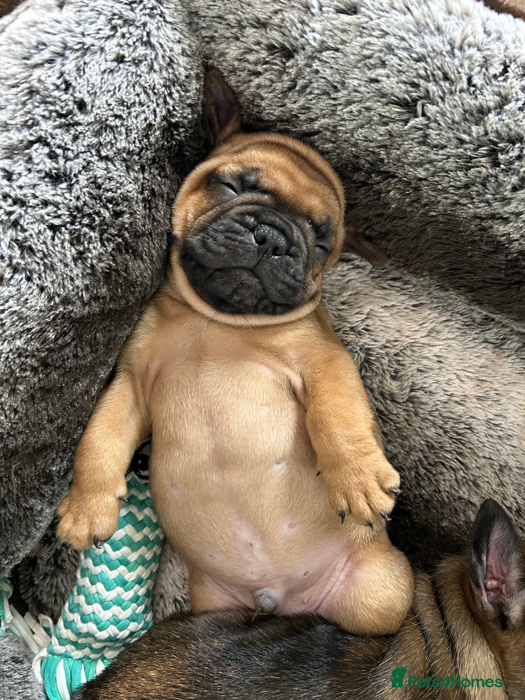 French Bulldog dogs for sale: Full pedigree French bulldog puppies  - Image 14