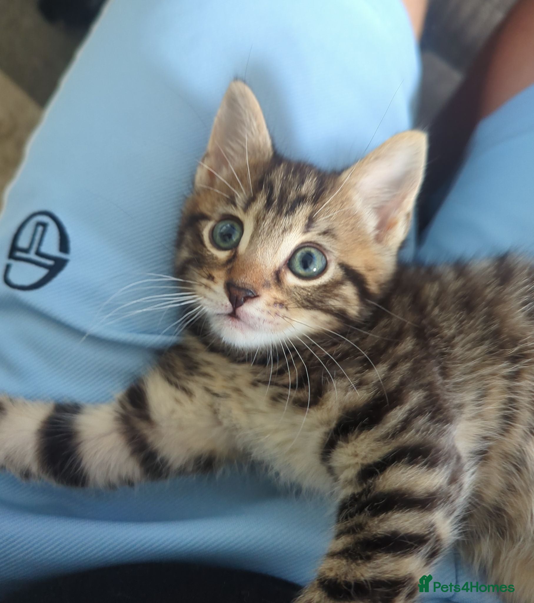 European cats 2 Gorgeous Tabby Kittens Ready For Forever Homes - Advert 4