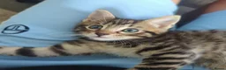 European cats for sale: 2 Gorgeous Tabby Kittens Ready For Forever Homes - Advert 1