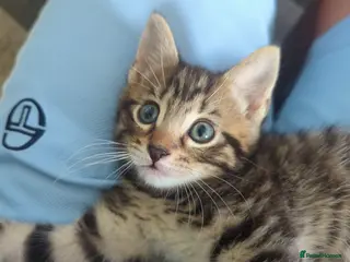 European cats 2 Gorgeous Tabby Kittens Ready For Forever Homes - Advert 4