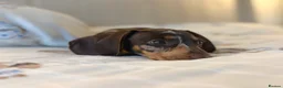 Miniature Dachshund dogs for sale:  🐾 READY NOW full panel health clear kc  - Advert 4