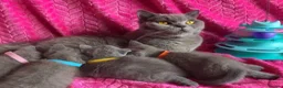 British Shorthair cats for sale: GCCF British Shorthair Boy Stunning Amber Eyes Now - Advert 9