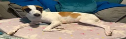 Lurcher dogs for sale: Fabulous lurcher pups  - Advert 1