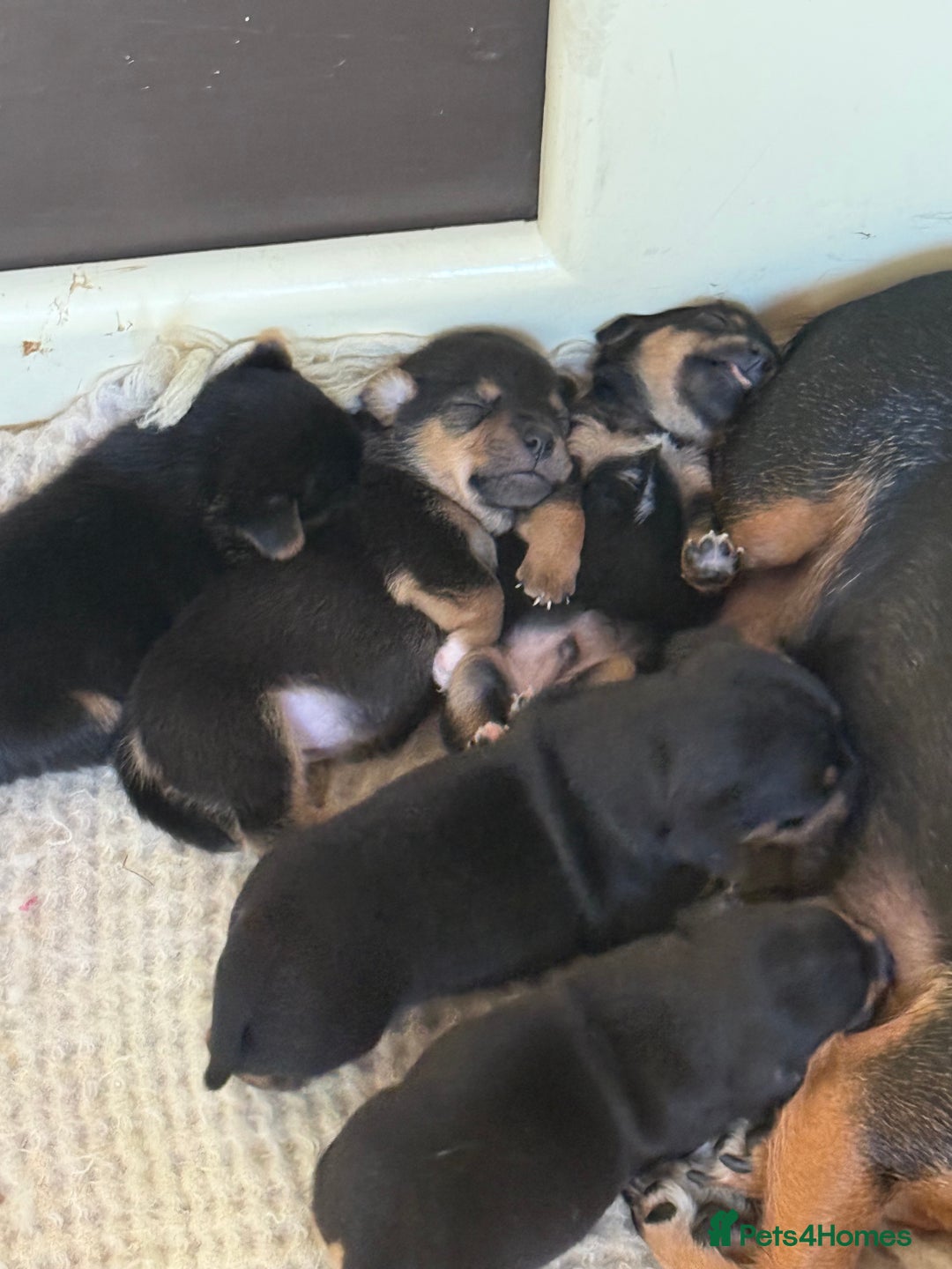Jack Russell dogs for sale: Black and Tan Jack Russell pups  - Advert 5