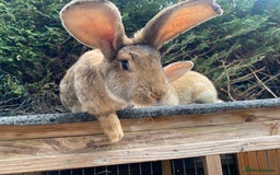 Continental Giant rabbits for sale: Continental giant - Image 14
