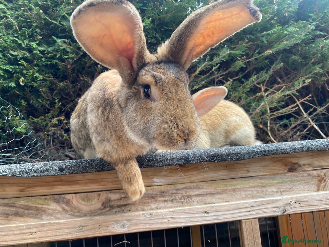 Continental Giant rabbits for sale: Continental giant - Image 14
