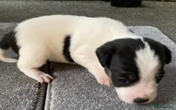 Jack Russell dogs for sale: 6 Jack Russell Puppies  - Advert 25