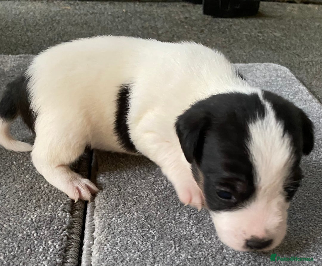 Jack Russell dogs for sale: 6 Jack Russell Puppies  - Advert 25