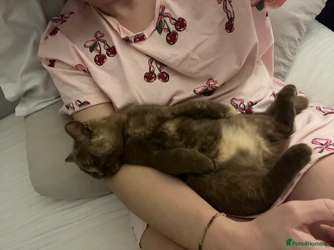 British Shorthair cats for sale: Cinnamon tortie British long hair female - Advert 11