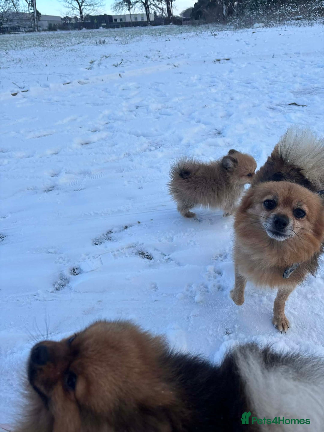 Pomeranian dogs for sale: Pomeranian puppies - Advert 7