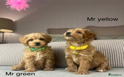 Maltipoo dogs for sale: STUNNING BOYS AND GIRL. DNA TESTED CLEAR FATHER - Image 7