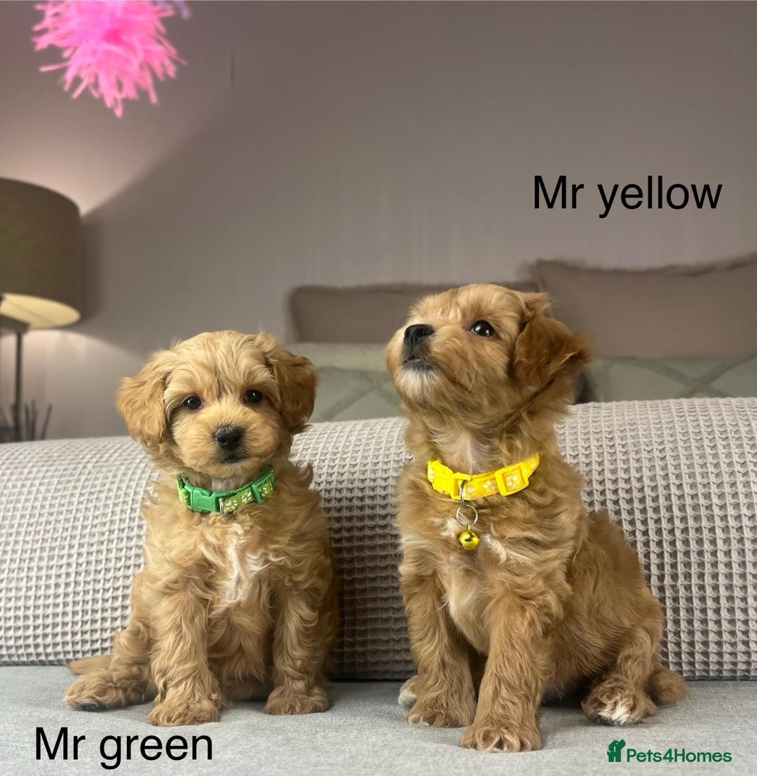 Maltipoo dogs for sale: STUNNING BOYS AND GIRL. DNA TESTED CLEAR FATHER - Image 7