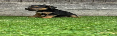 Lakeland Terrier 2
