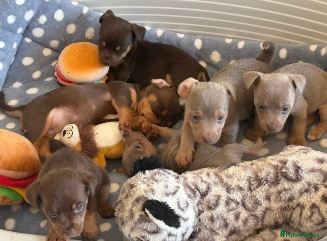 Jack Russell dogs for sale: Jack Russell’s lilac and Tan.  - Image 6