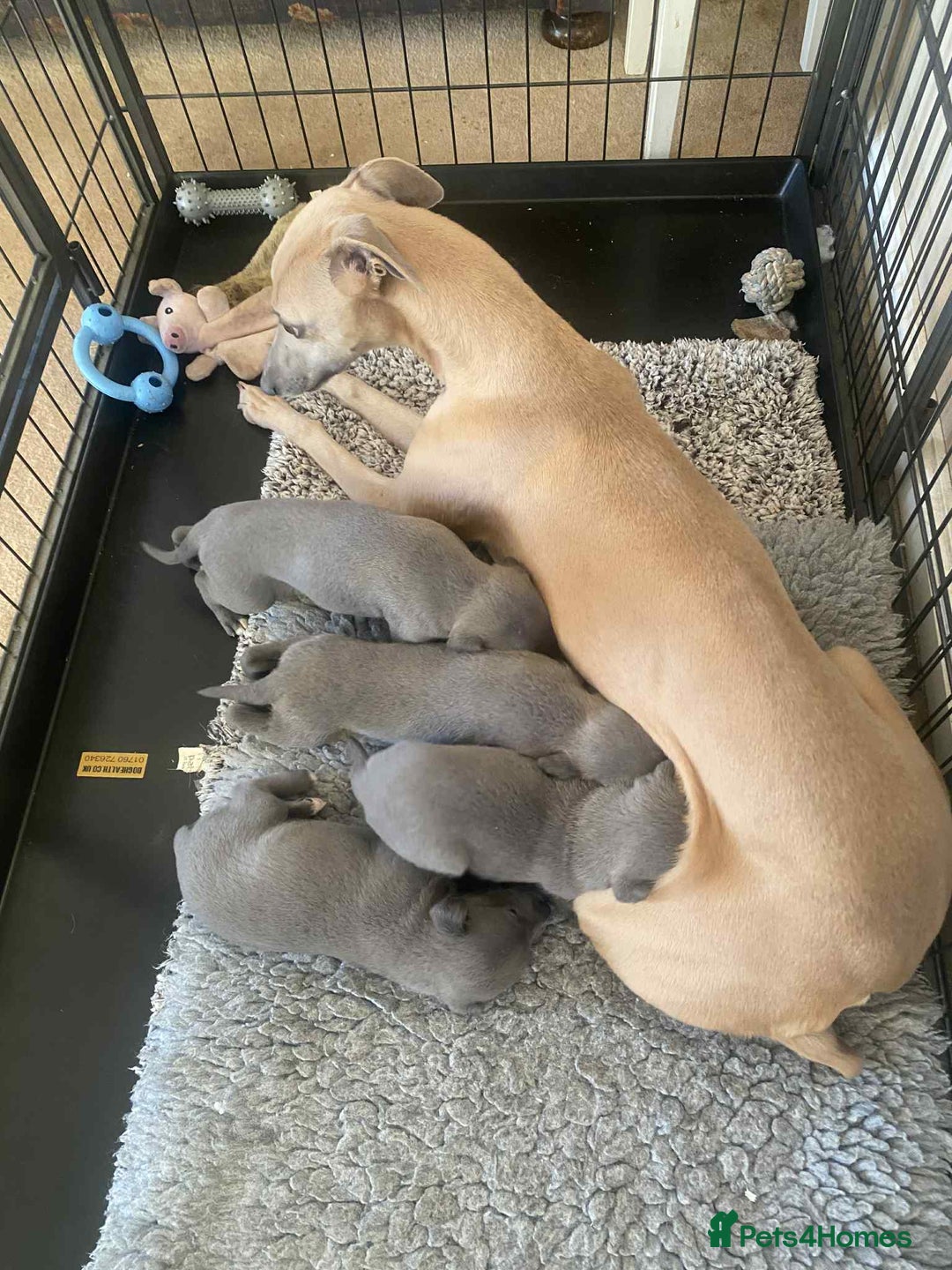 Whippet dogs for sale: 4 beautiful whippet puppies - Advert 17