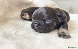 French Bulldog dogs for sale: Beautiful litter off French bulldog puppies  - Image 24