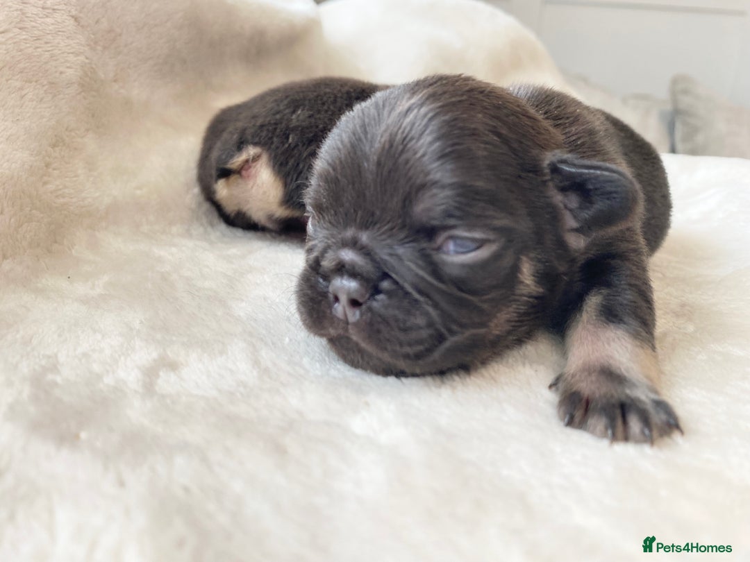 French Bulldog dogs for sale: Beautiful litter off French bulldog puppies  - Image 24