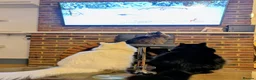 Mixed Breed cats for sale: Playful Maine Coon Mix Needs a Home - Advert 4