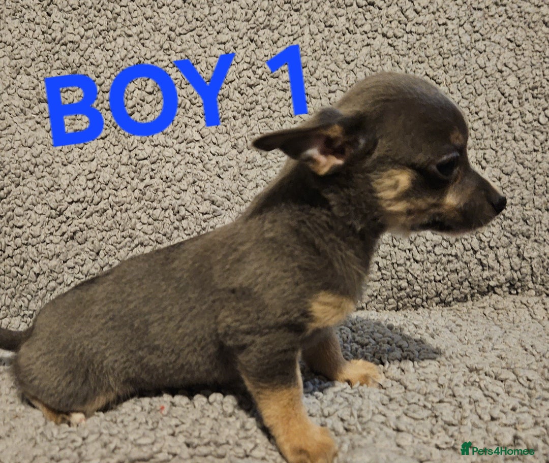 Chihuahua dogs for sale: Chihuahua puppies  - Advert 3
