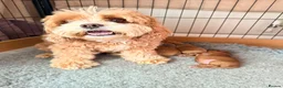 Cavapoo dogs for sale: Gorgeous F1bb Teddy Cavapoos - Advert 16