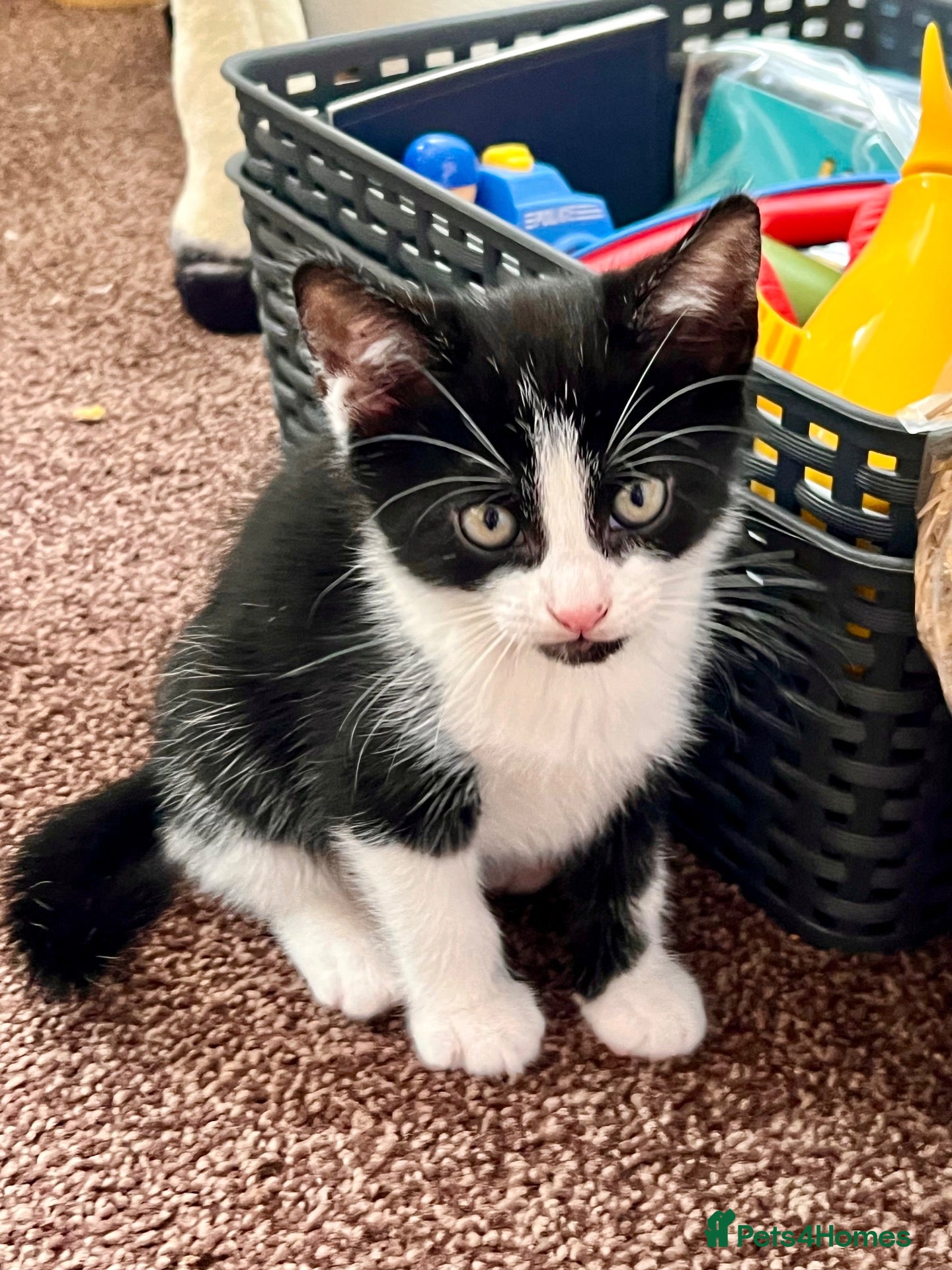 Mixed Breed cats Black Male Kitten Ready to Go £130 - Advert 2