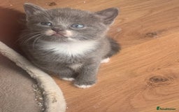 Mixed Breed cats for sale: Beautiful kittens.  - Image 6