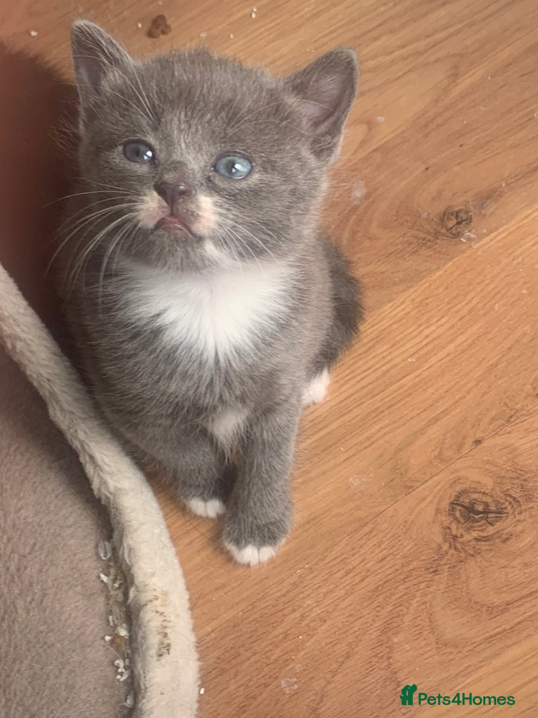 Mixed Breed cats for sale: Beautiful kittens.  - Image 6