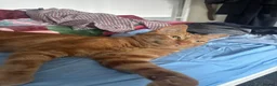 Domestic Shorthair cats for sale: Ginger Domestinc Short Hair in London - Advert 2