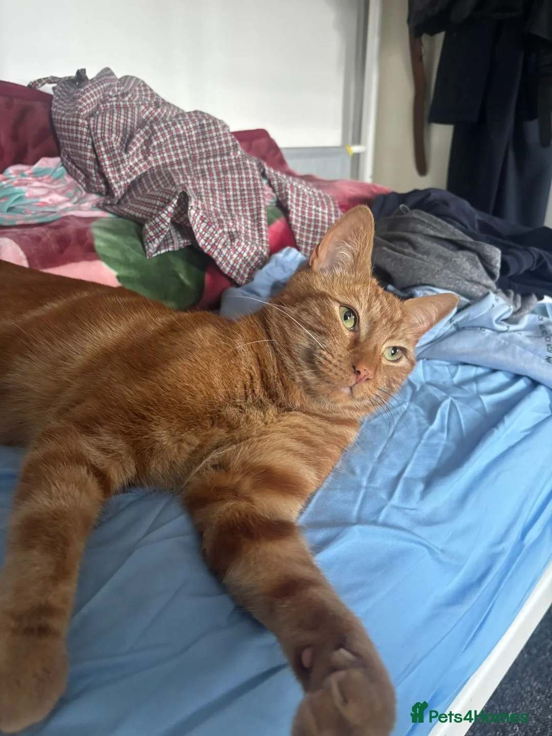 Domestic Shorthair cats for sale: Ginger Domestinc Short Hair in London - Advert 2