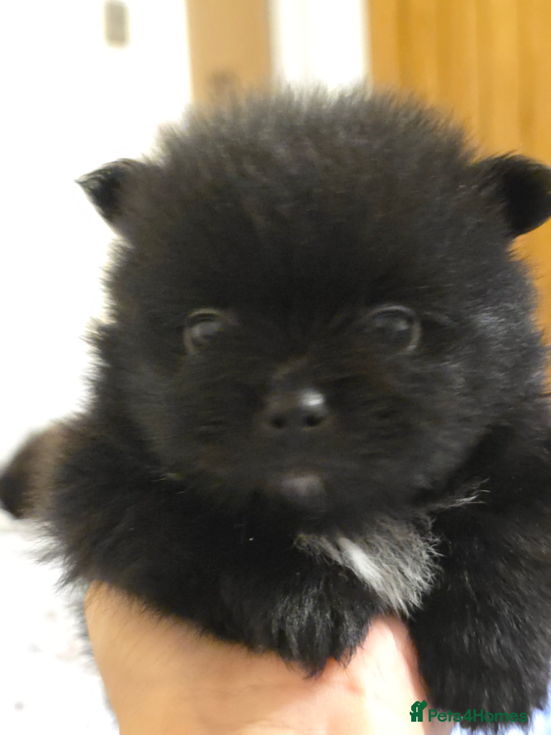 Pomeranian dogs for sale: Hello - Advert 8