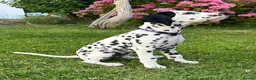 Dalmatian dogs for sale: KC reg full hearing Dalmatian Puppies  - Advert 20