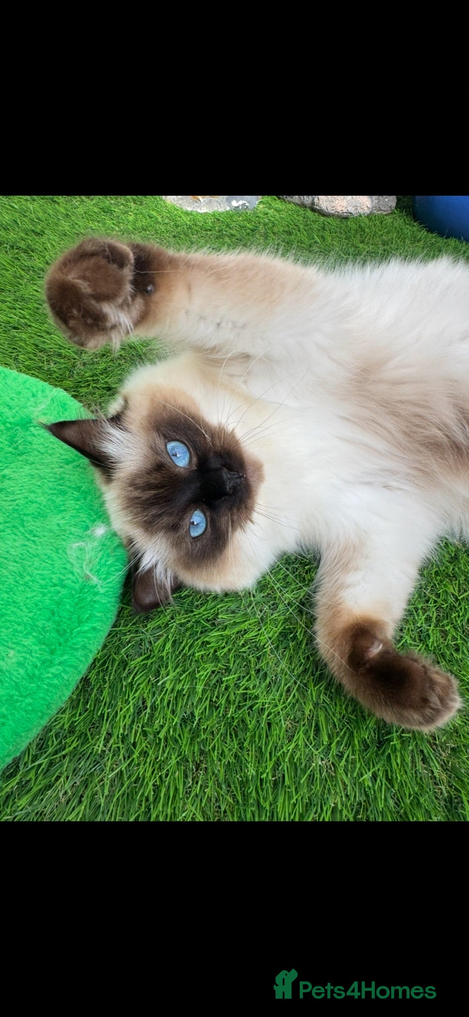 Ragdoll cats Gccf ragdoll female  - Advert 1